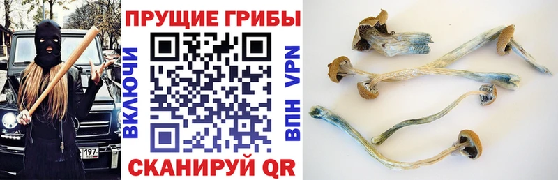наркота  МЕГА сайт  Псилоцибиновые грибы ЛСД  Суровикино 